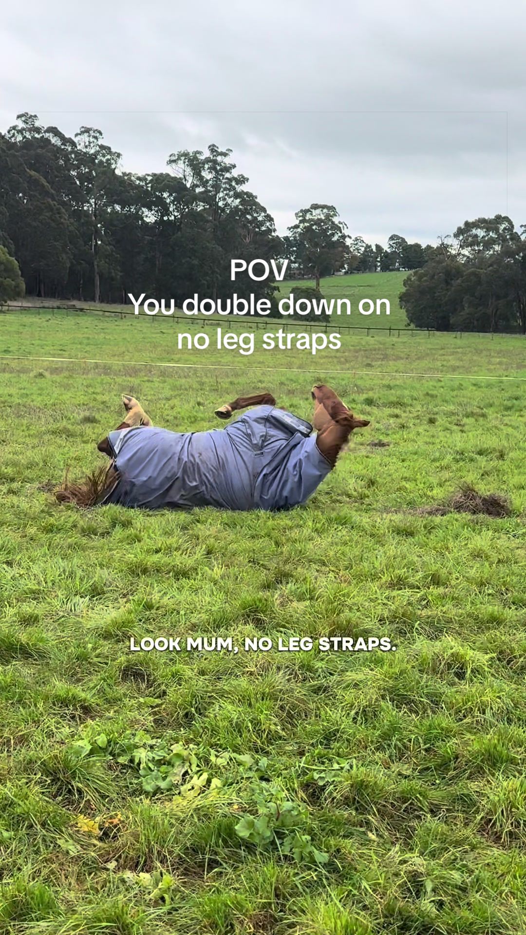@Leader Equine