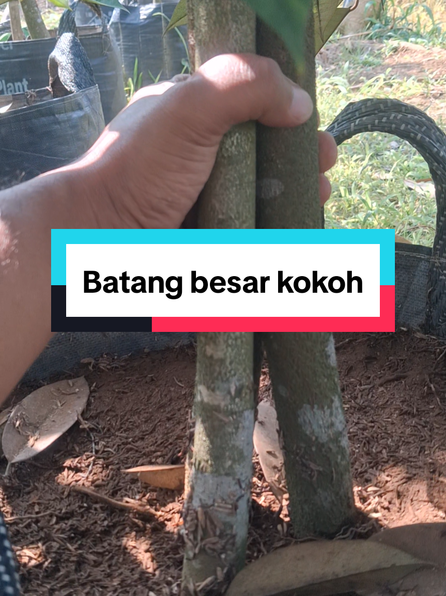 @PUCUK HIJAU🌿