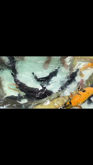 @Phát Đạt Bán Cá 😎🐠🦈