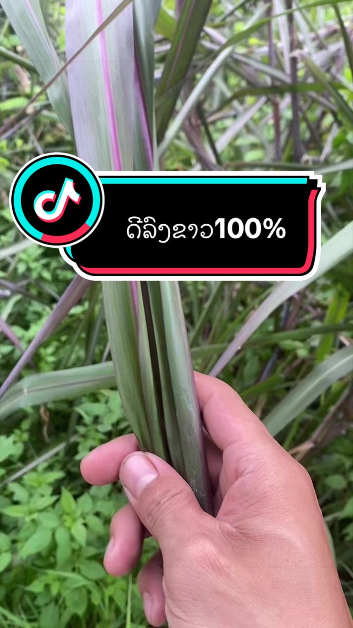@๐ฆ เบชเบนเบเบเบปเบงเปเบฅเบเบเบดเบ-เบเบฒเบ๐ฅ๐ฟ