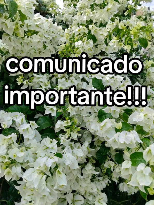 @🌹BELLA_FLOR_FF🌹