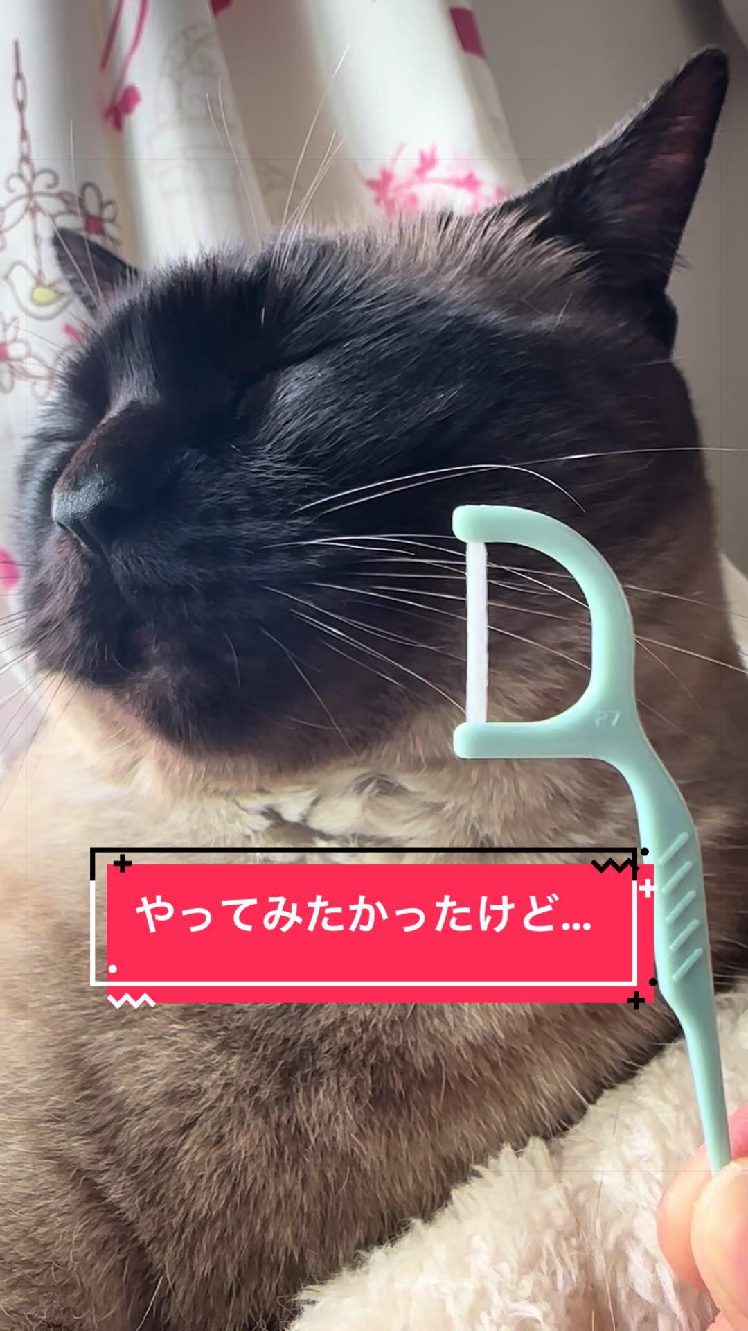 @うちのコレンジャー