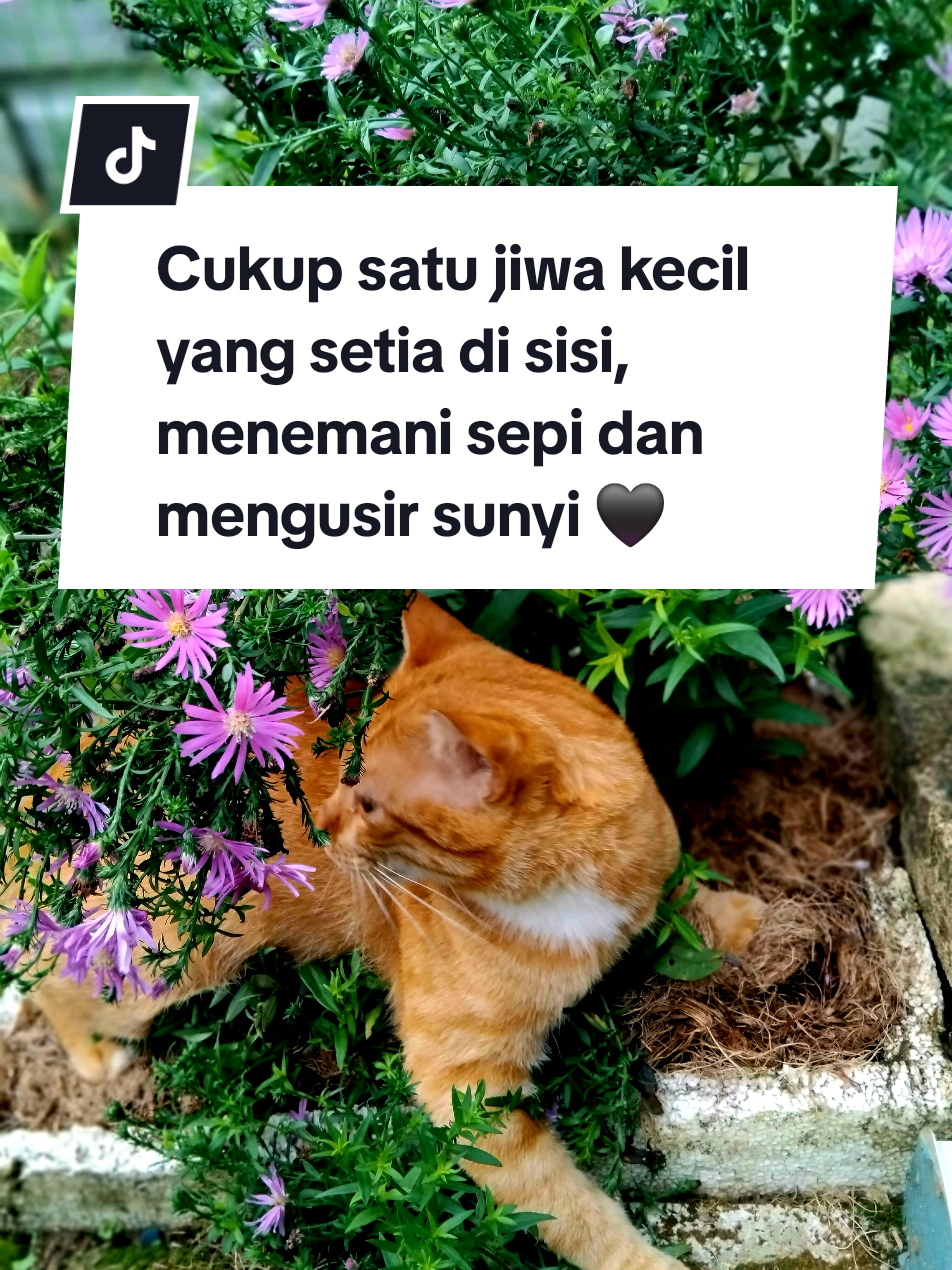 @Hayati Mummiey