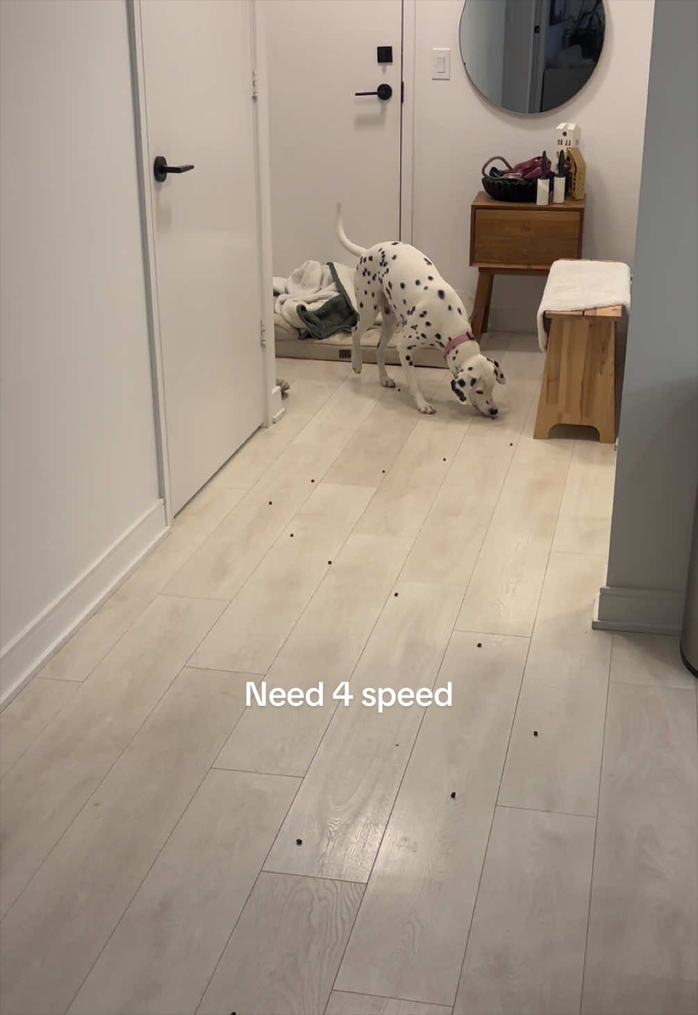 @Nevada the Dalmatian