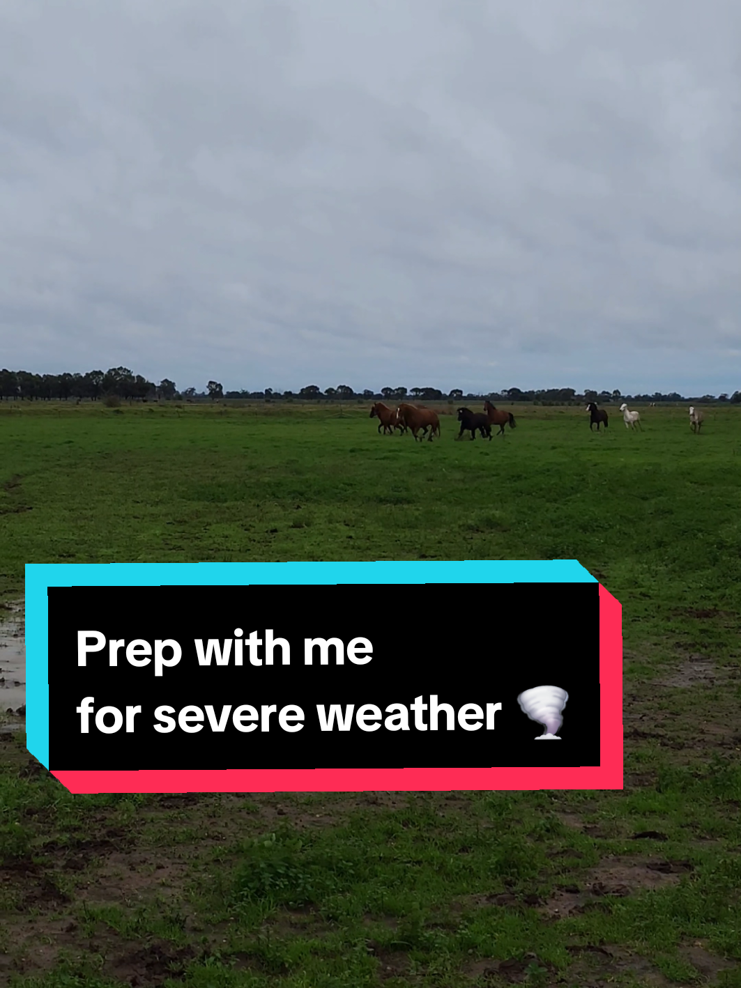 @Jess | Horse trainer