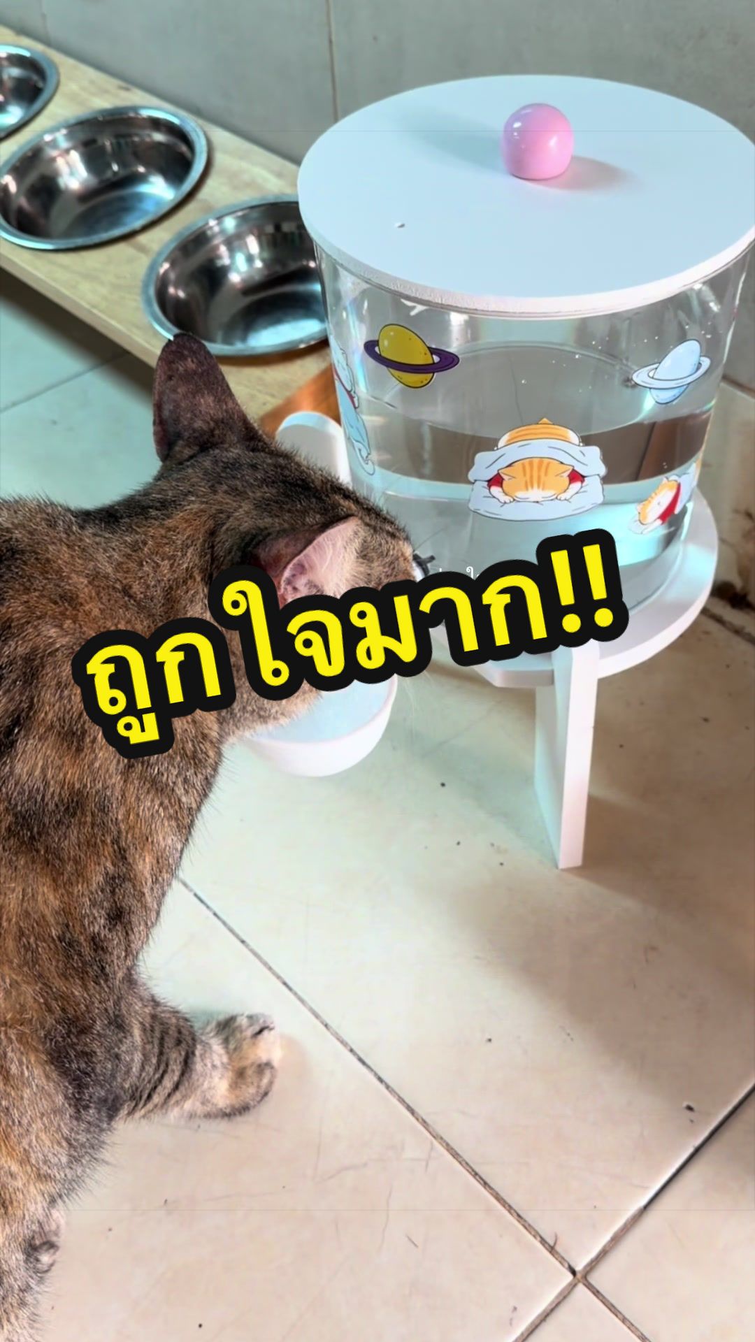 @ใหม่ทาสแมว (ช่องหลัก)