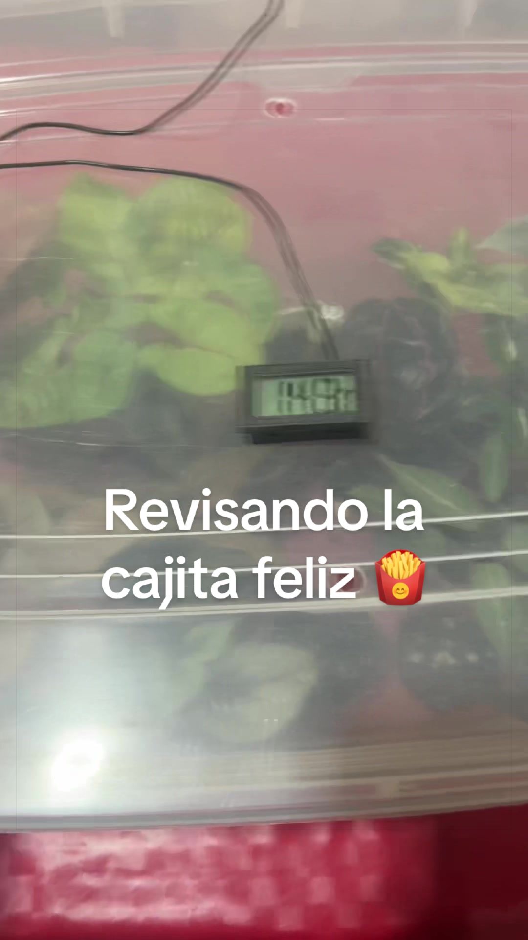 @cultivandoando