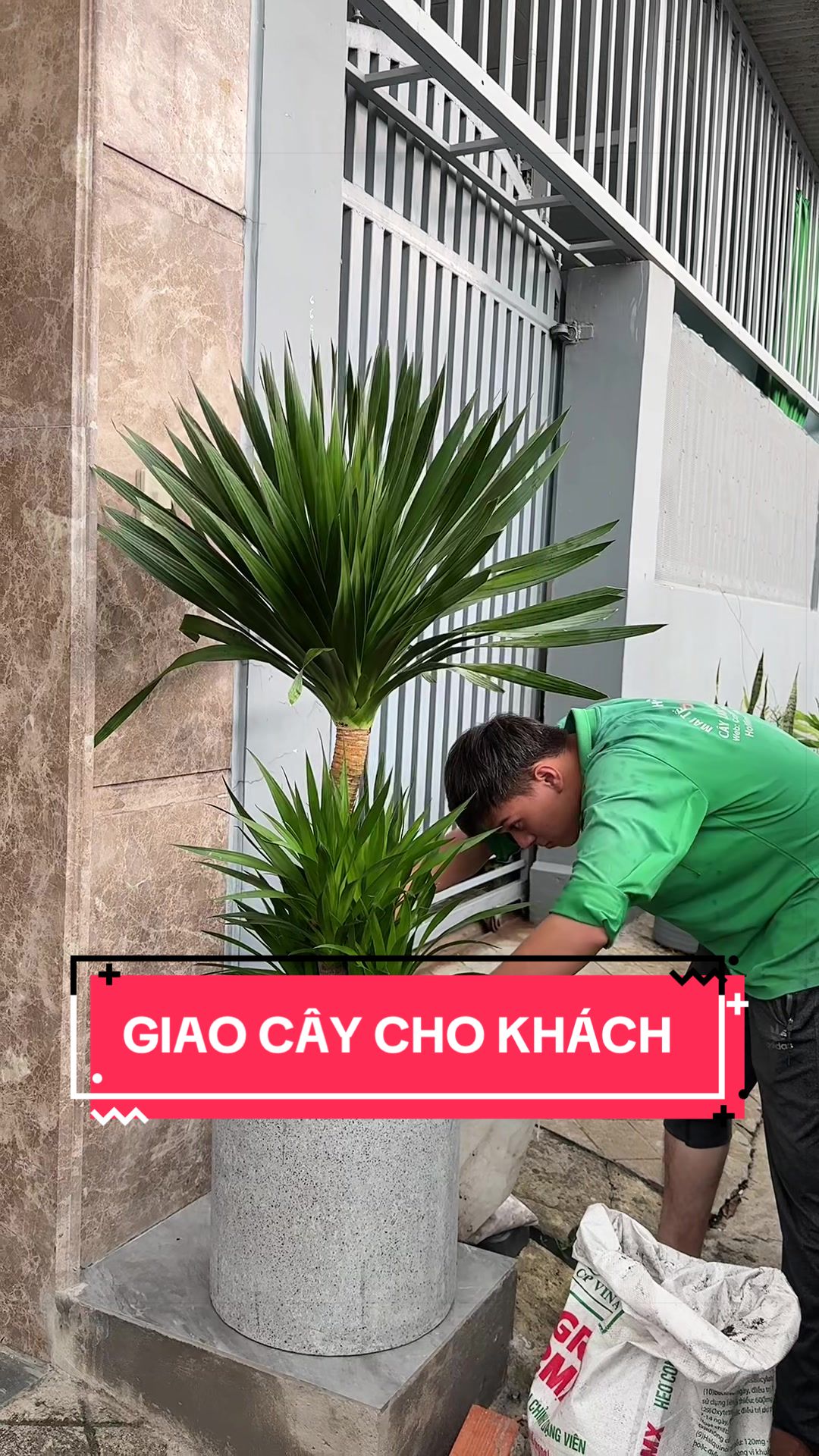 @Cây Xanh Phong Hồng