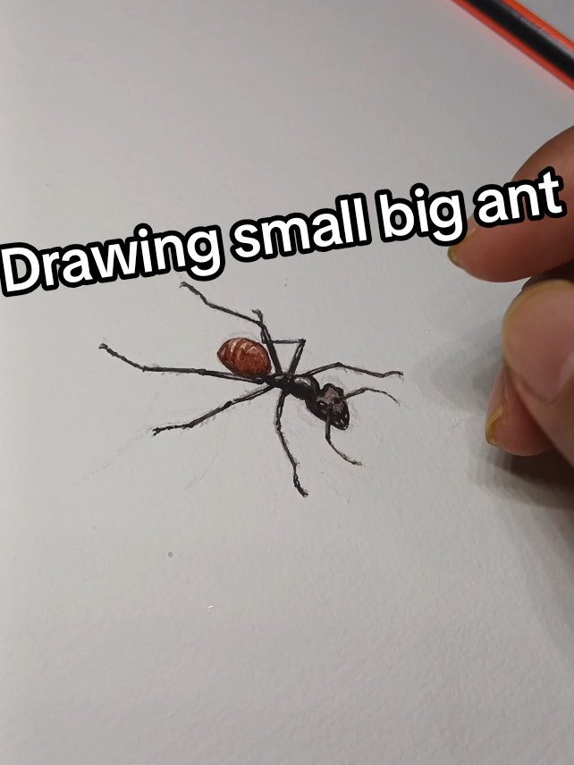 @mimoi