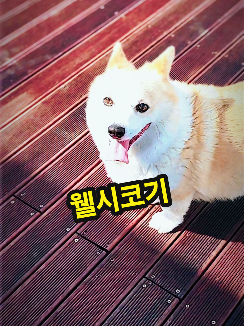@๐herodonghae๐(ํ์ด๋ก๋ํด)