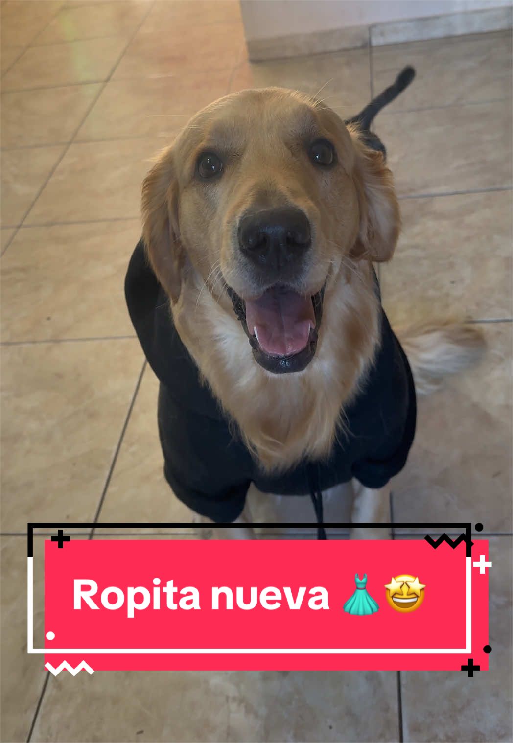 @🐶CharoyCoco🐼