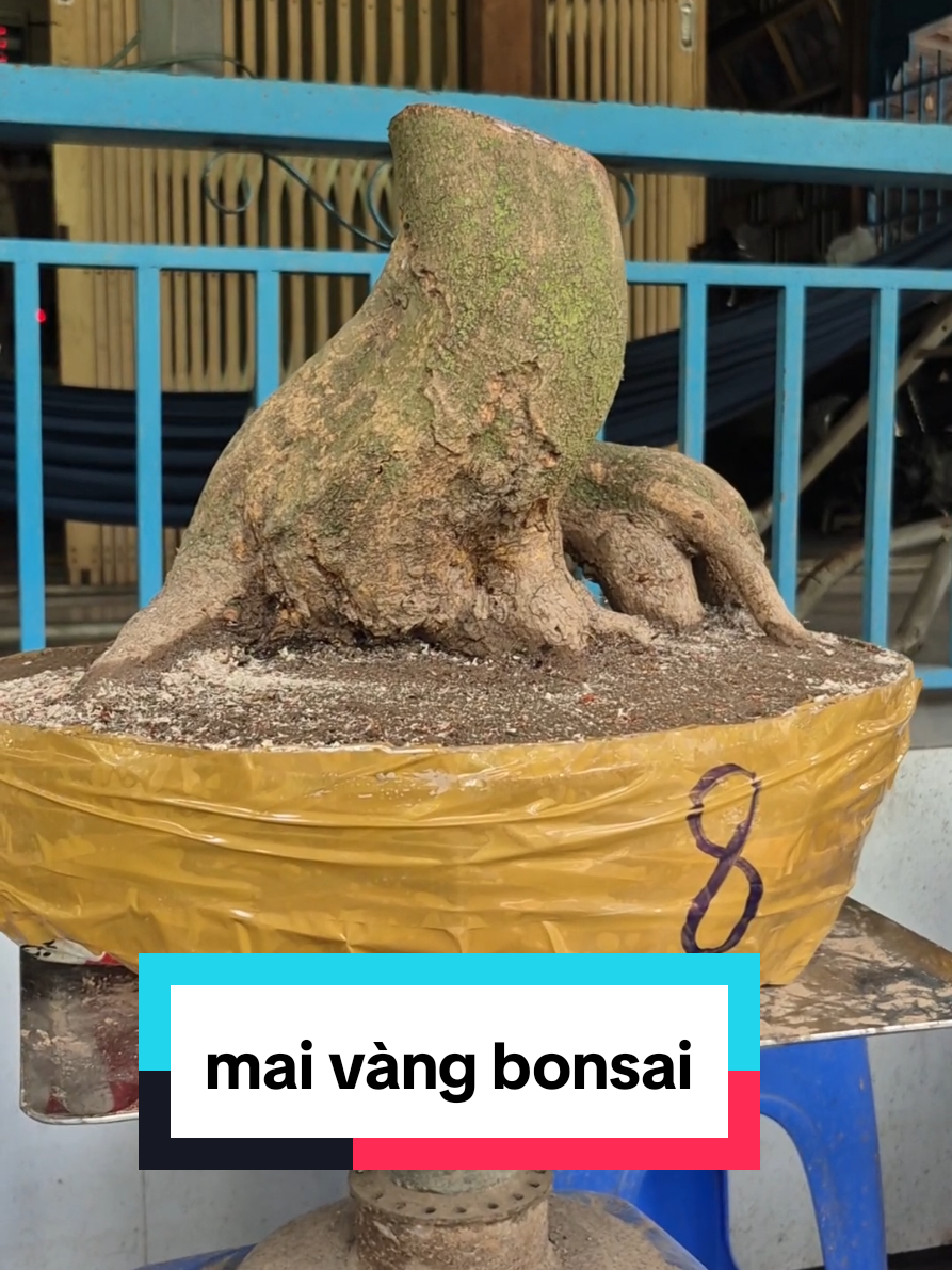 @Văn Long