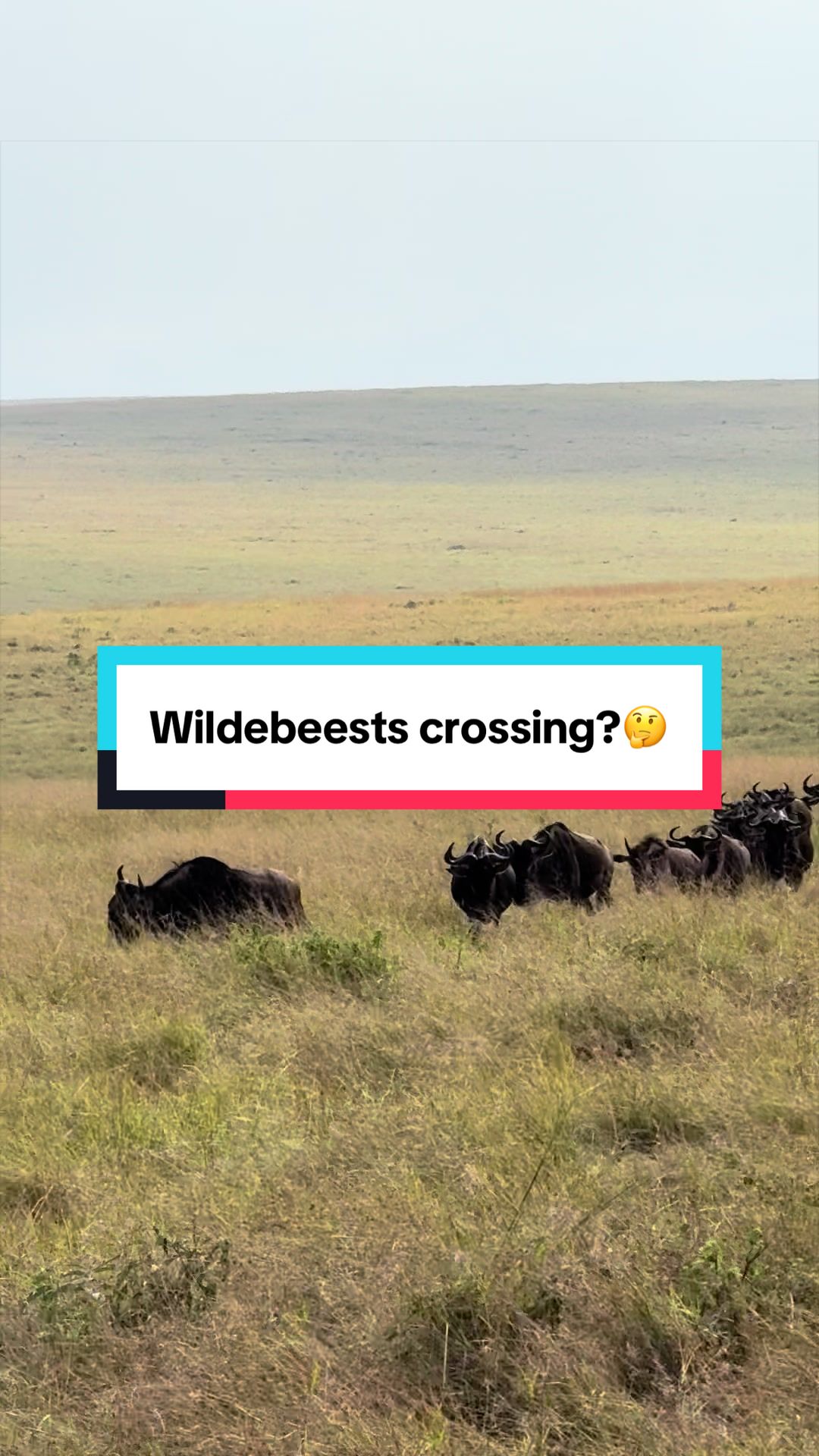 @Milana Tours and Safaris