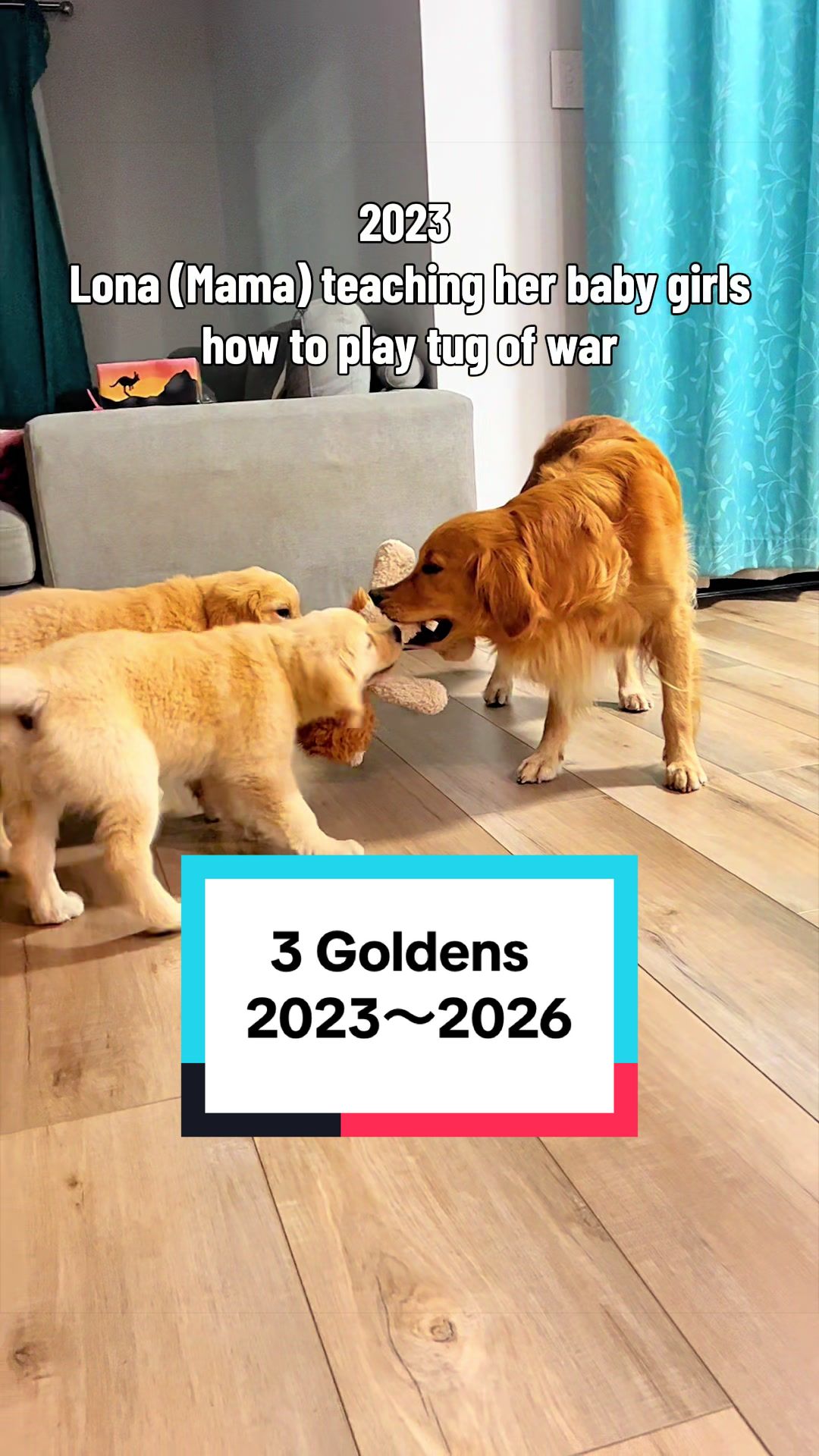 @3goldenretriever