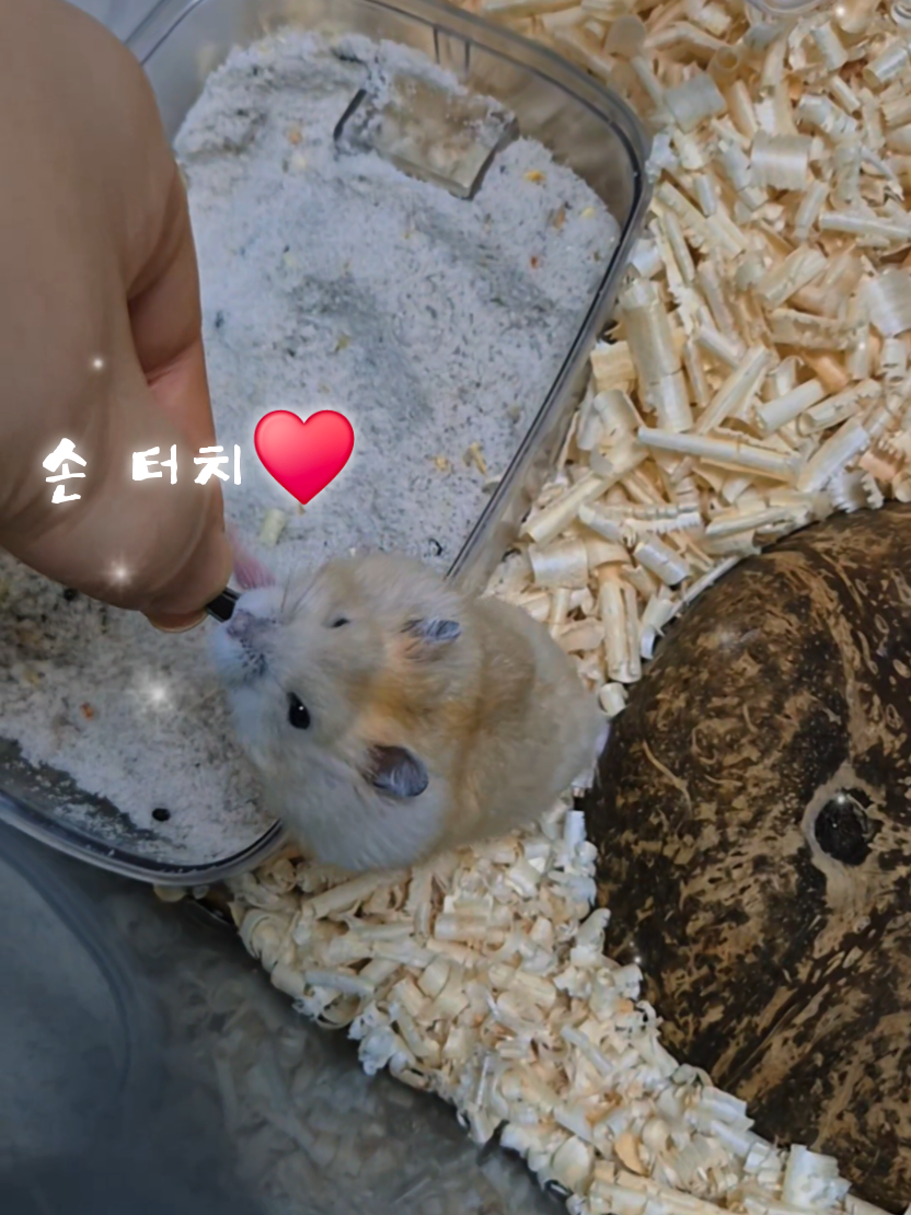 @햄찌🐹소금이🐭🌸푸딩이
