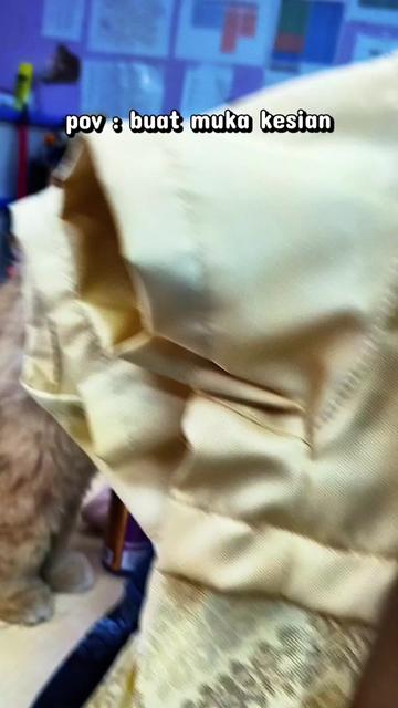 @Cats Hometown Pet Shop Klang