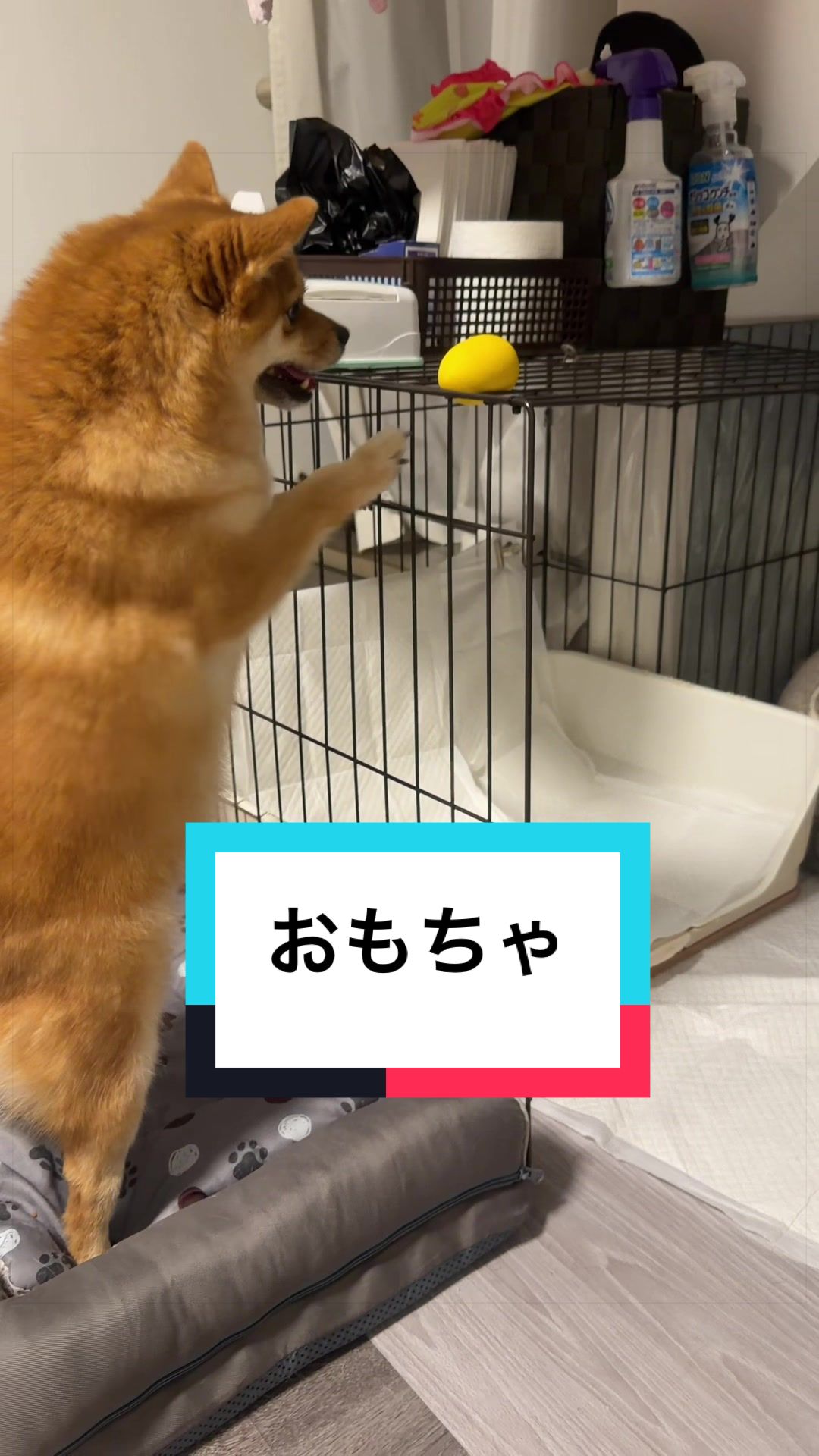 @🐶とん&ぺっぺこぺー🦊