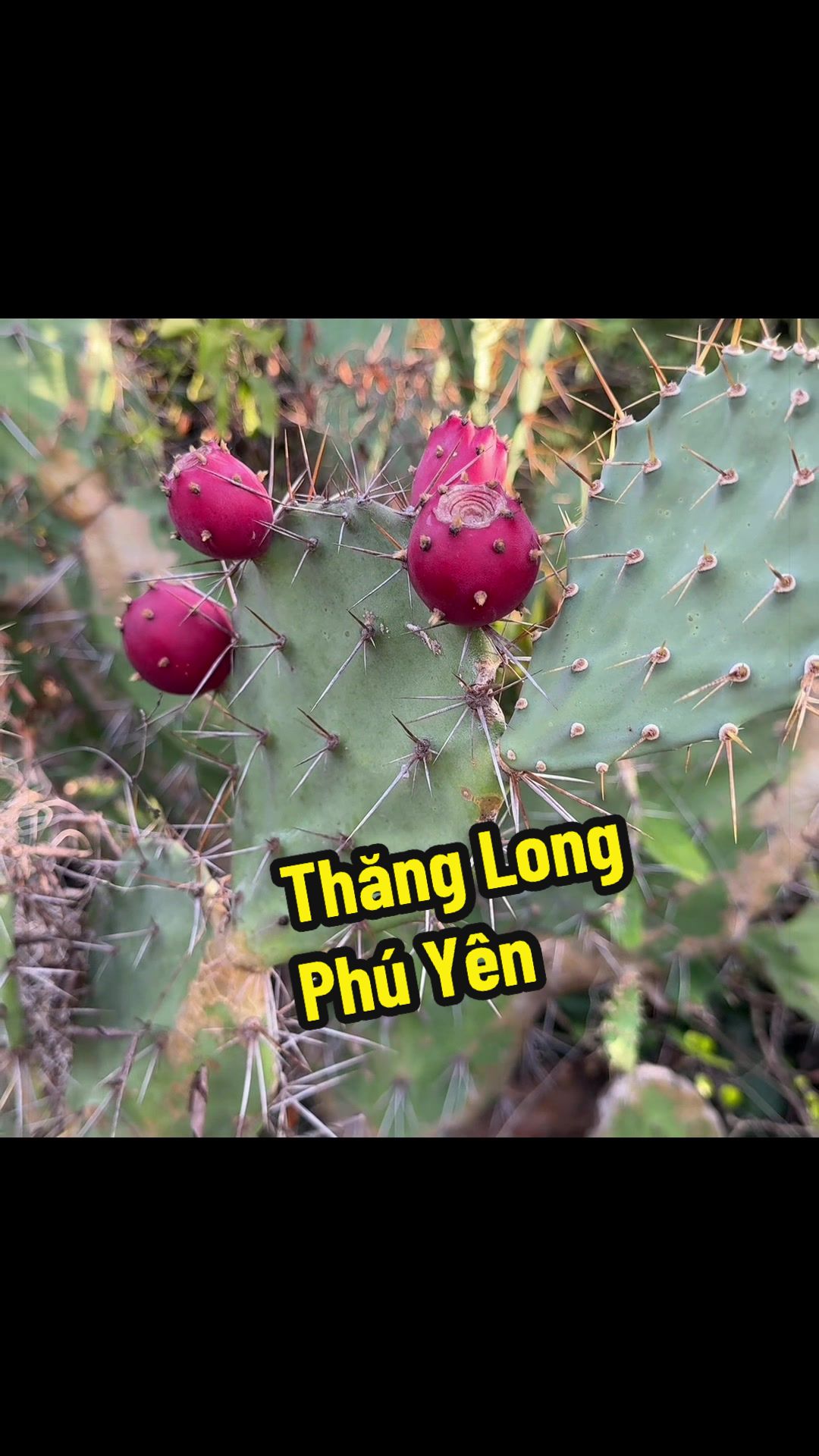 @Hỷ Lạc Du Ký 🇻🇳