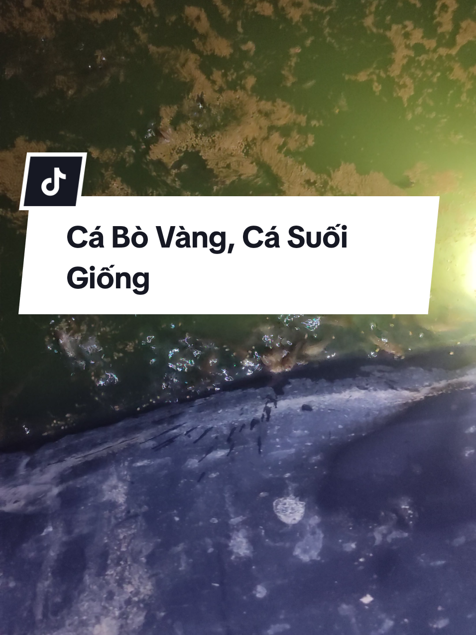 @Cá Chuối Hoa