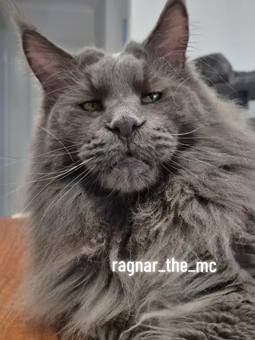 @Ragnar the Maine Coon 🐈