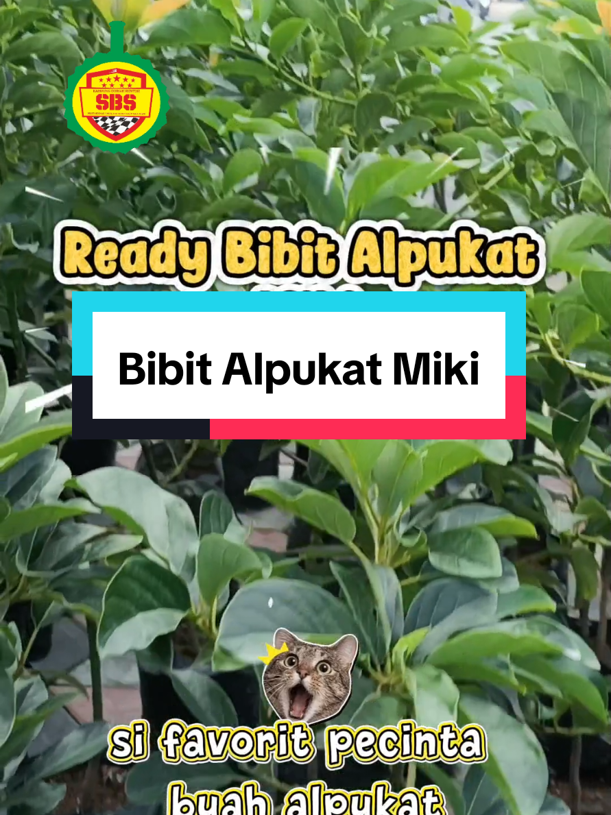 @Produksi Buah_SBS