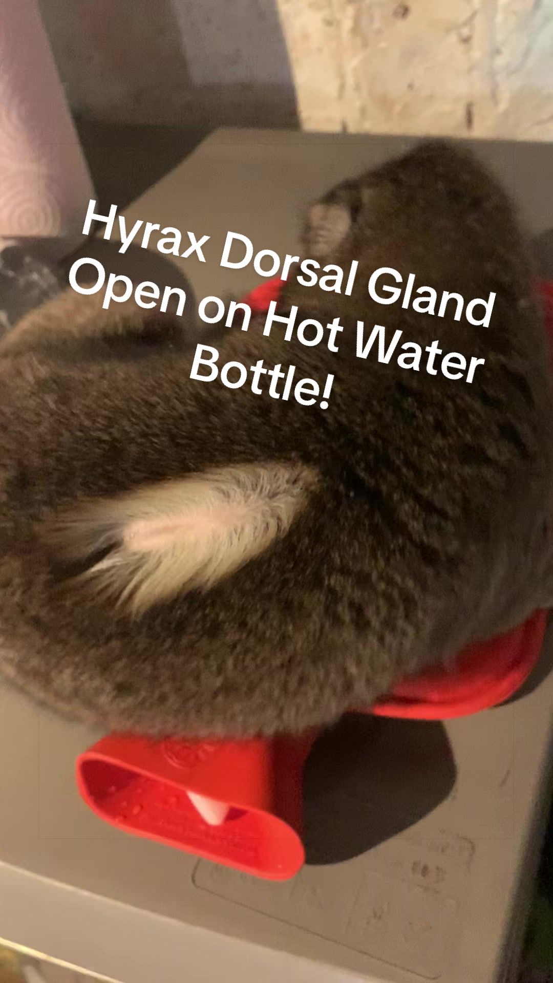 @squiggythehyrax
