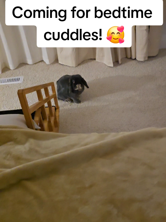 @Blueberry the Bunny