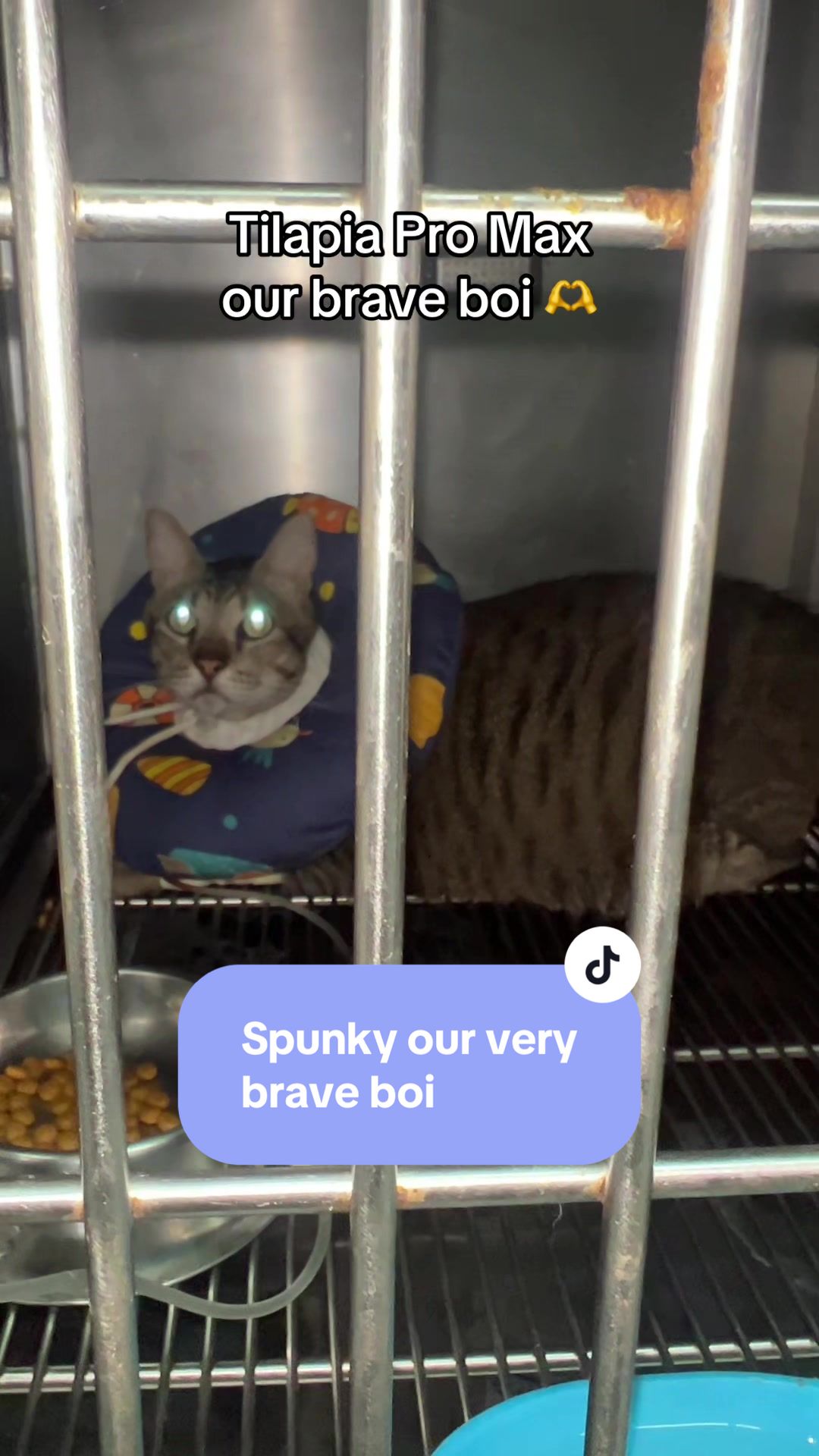 @17meows