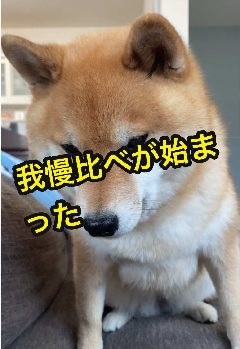 @特に柴犬が好きな人