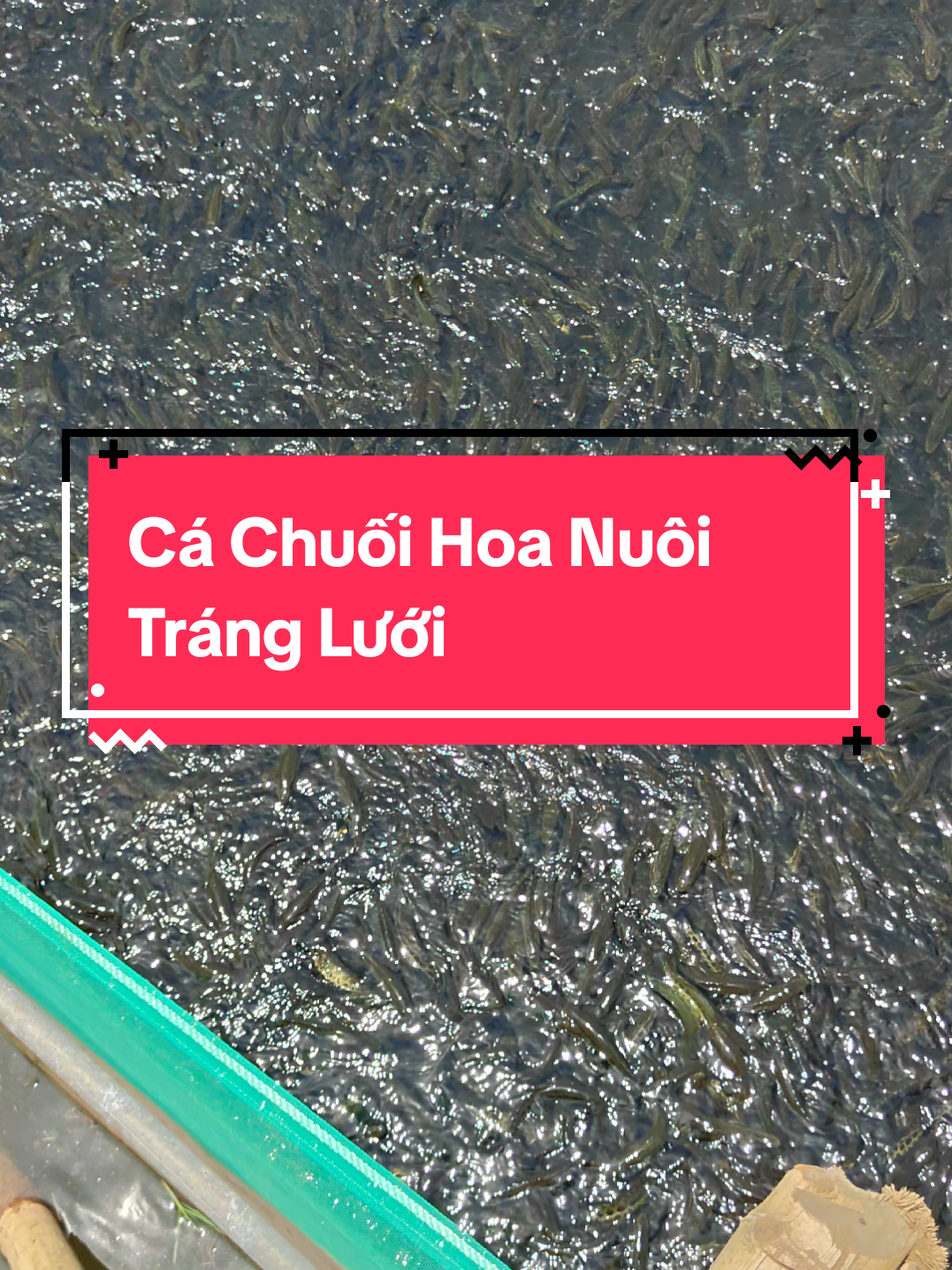 @Con Ghẻ Của TikTok 3