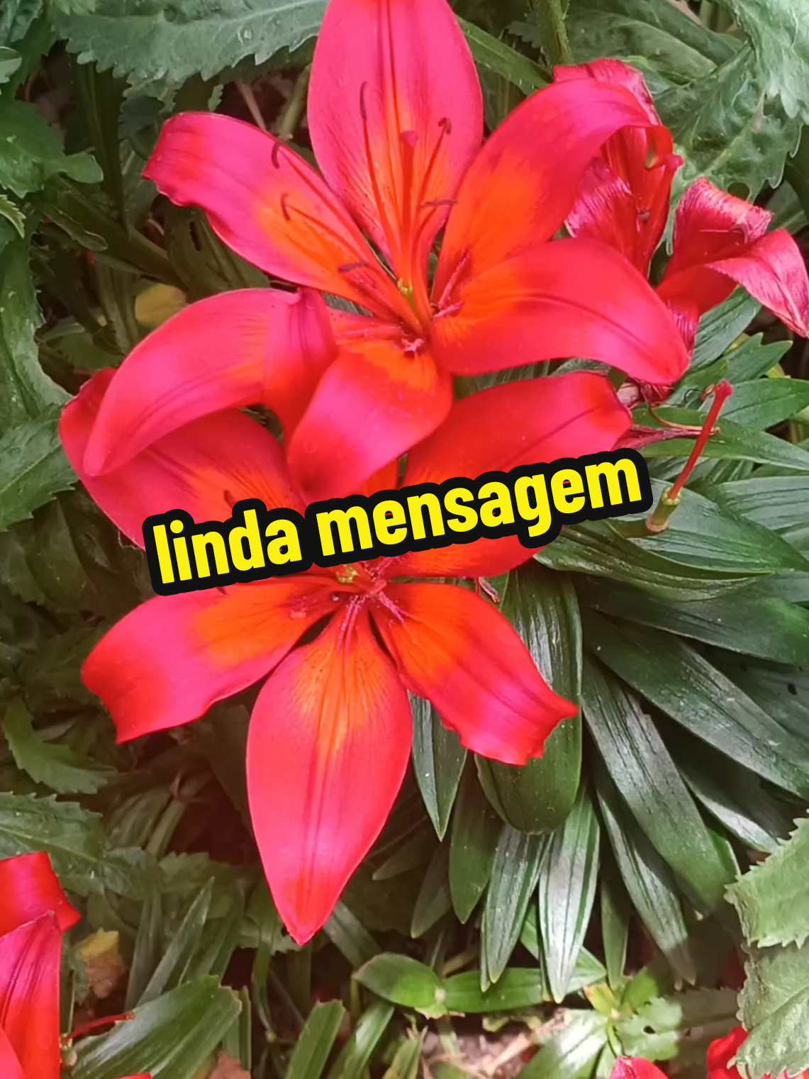 @Jo-Brito ✌️😌🇧🇷🇧🇷