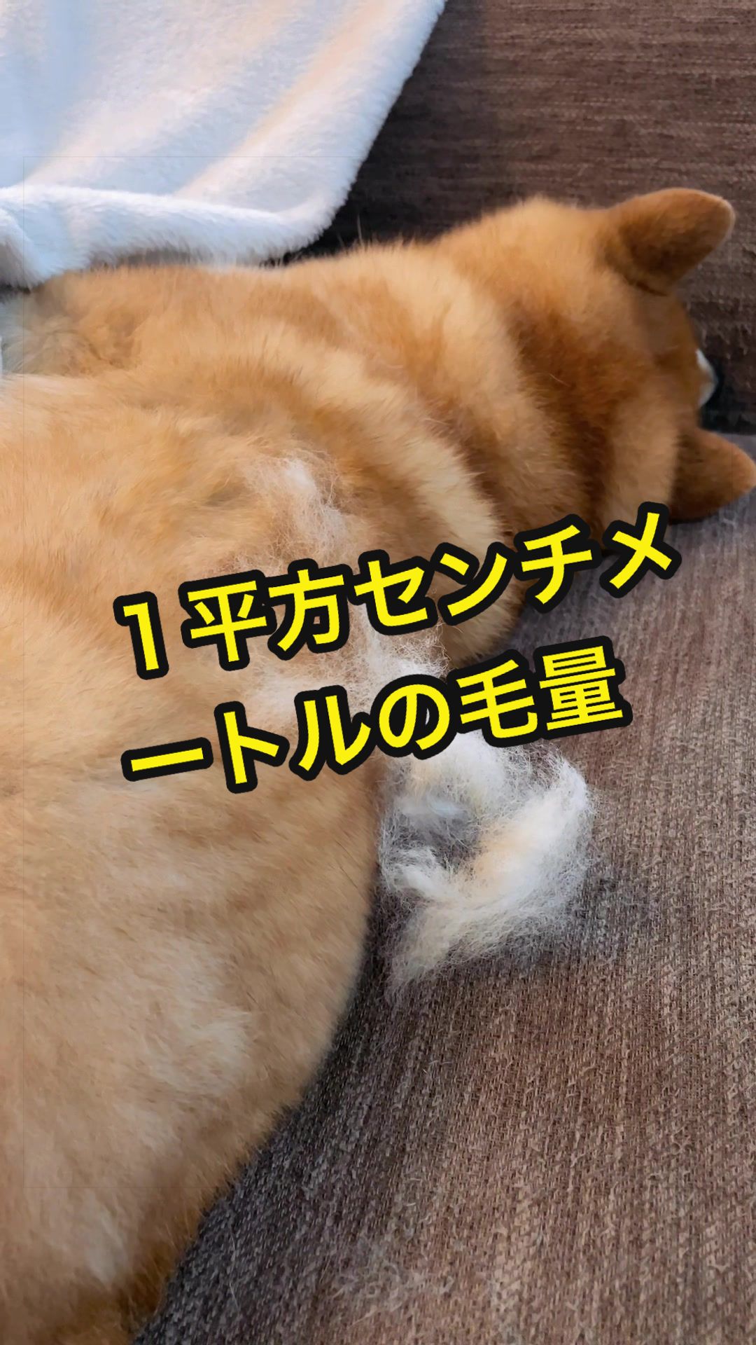 @特に柴犬が好きな人