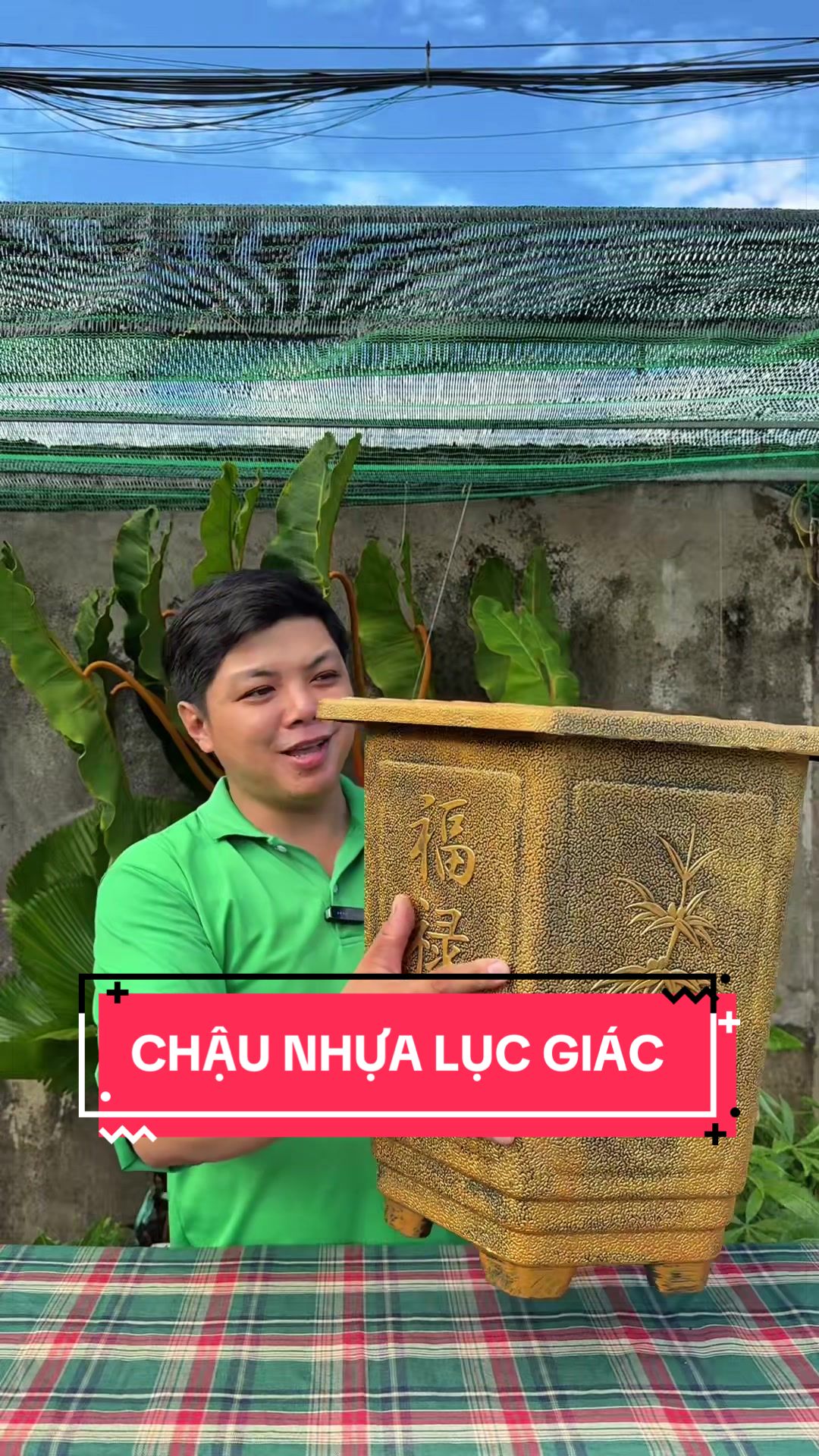 @C&acirc;y Xanh Phong Hồng