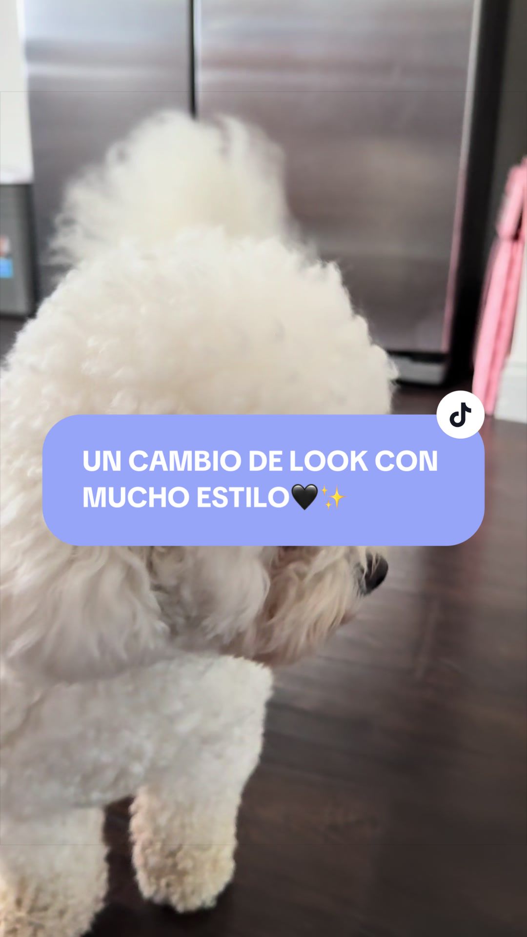 @wonderpetsgrooming