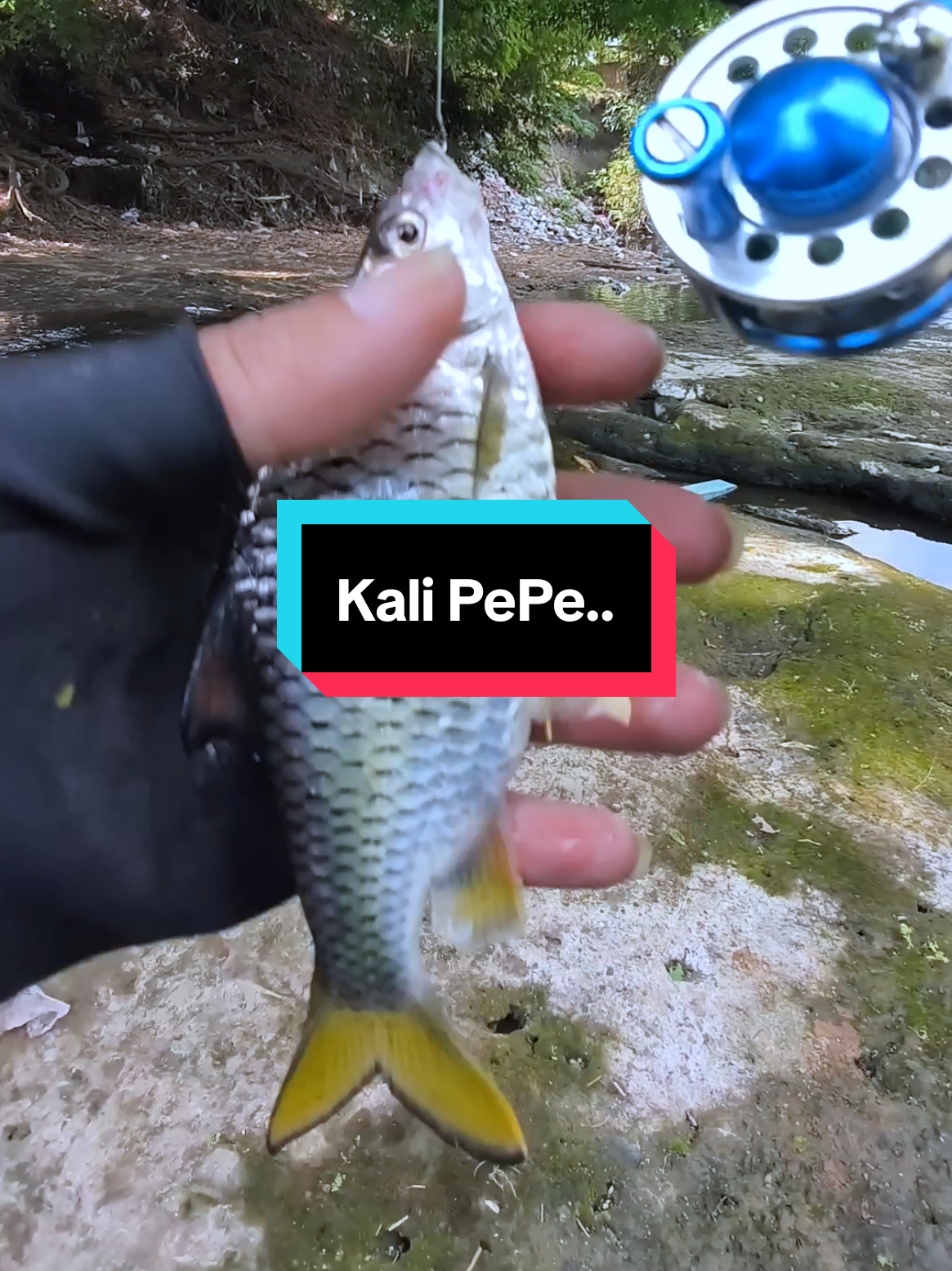 @Mr. Angler