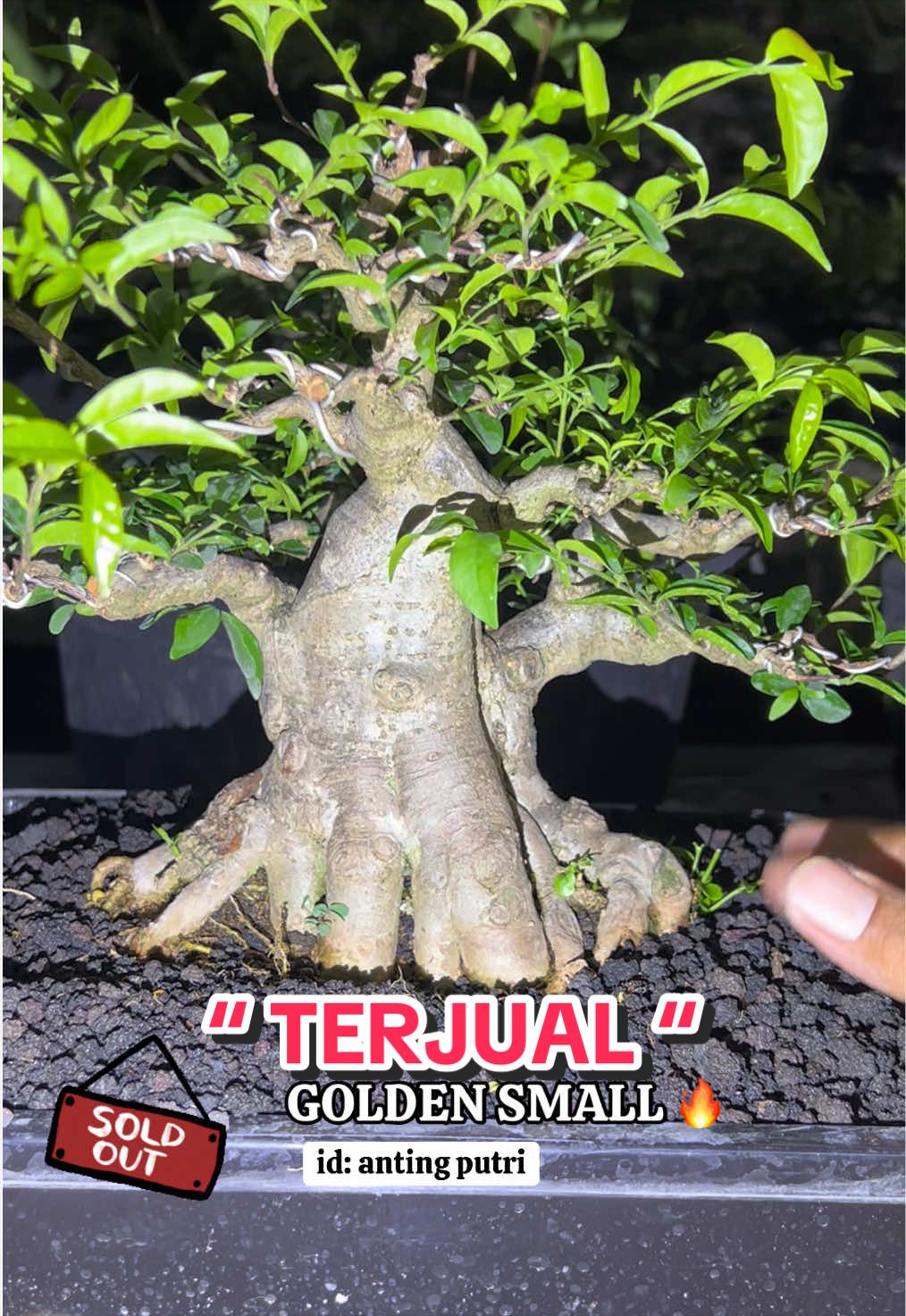 @warbonsai_purwodadi