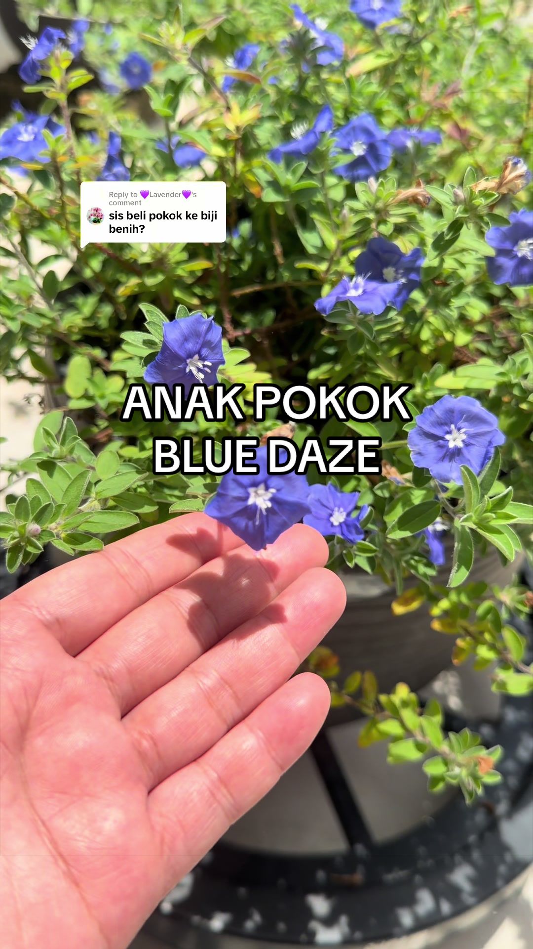 @CikNono Ghazali