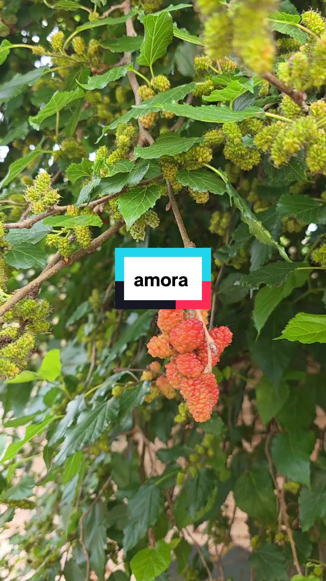 @Dicas e Receitas Naturais