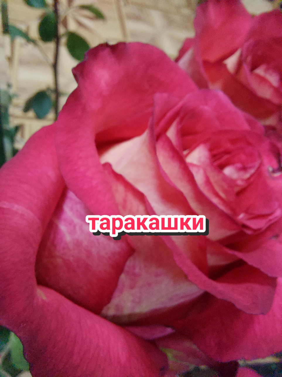 @Рыся✔️🇧🇾