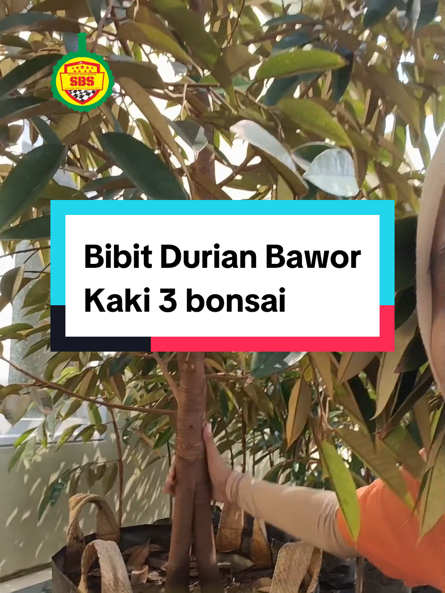 @Produksi Buah_SBS
