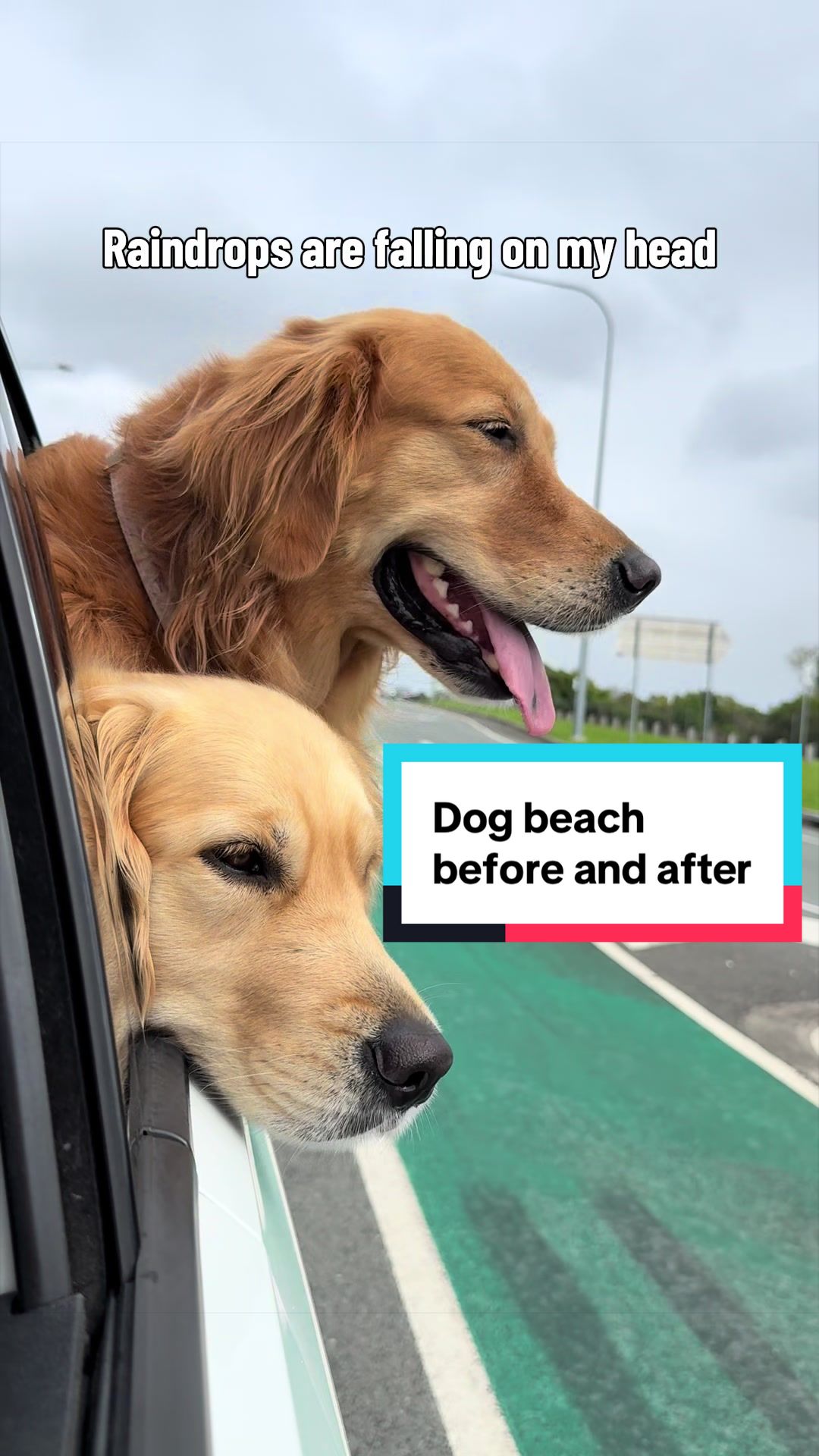 @3goldenretriever