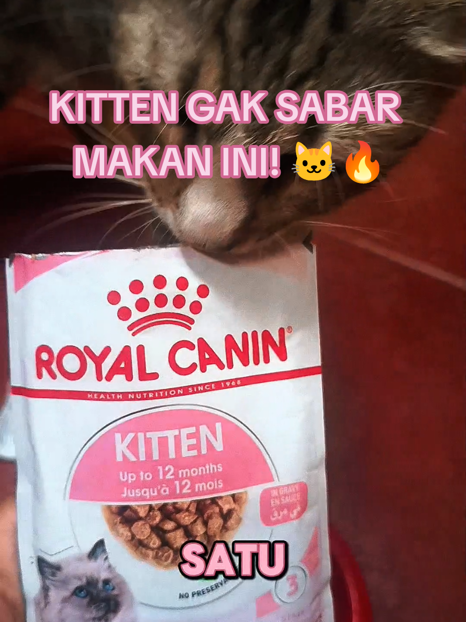 @Medayo Petcare