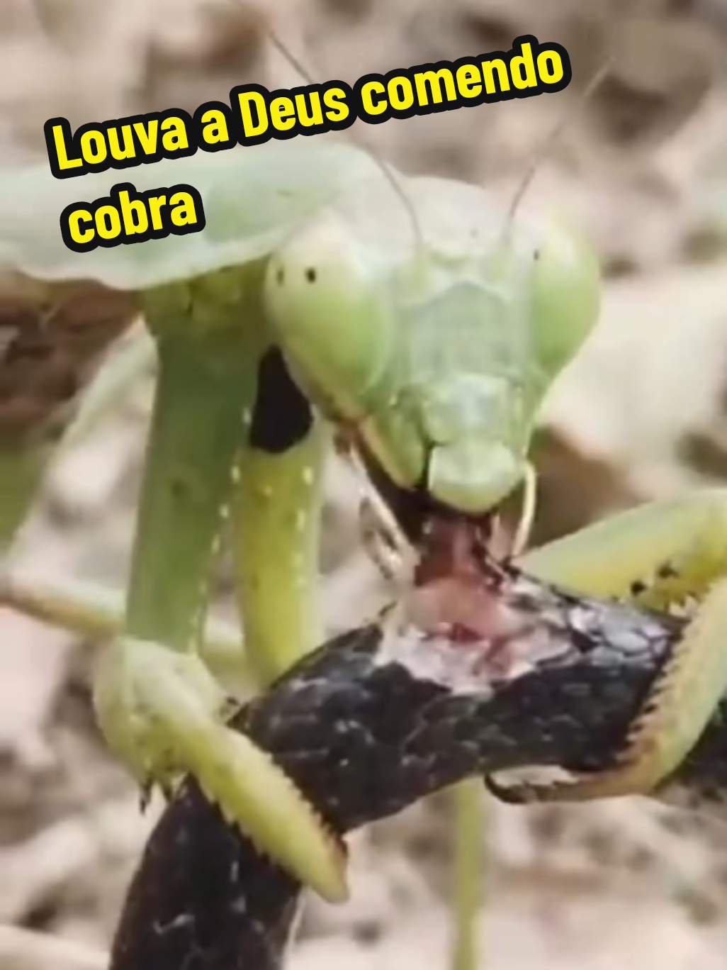 @GOROROBA 2026