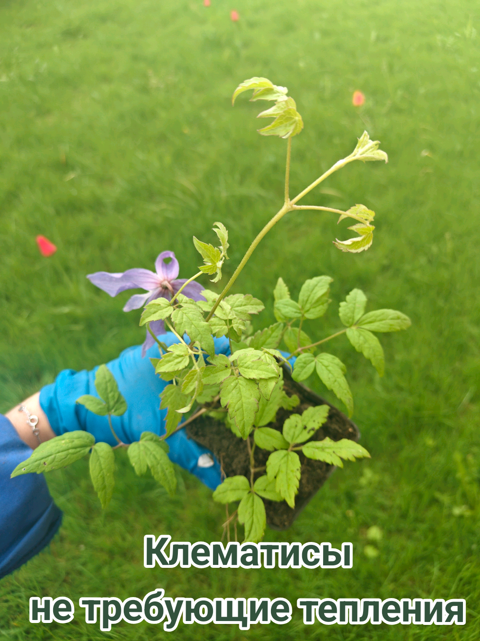 @Интернет-магазин Магия цветов