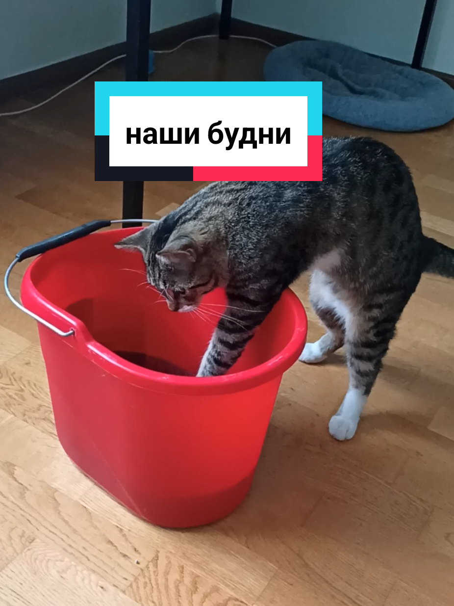 @Феликс & Кото-Семья