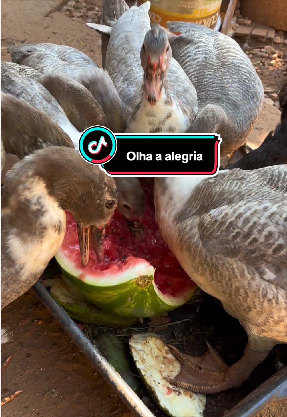 @Antonia Sousa