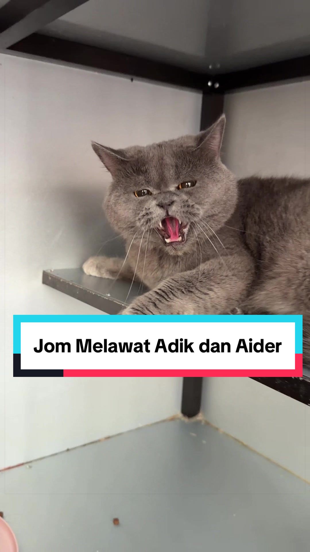 @MOZICAT | CAT GROOMING RAWANG