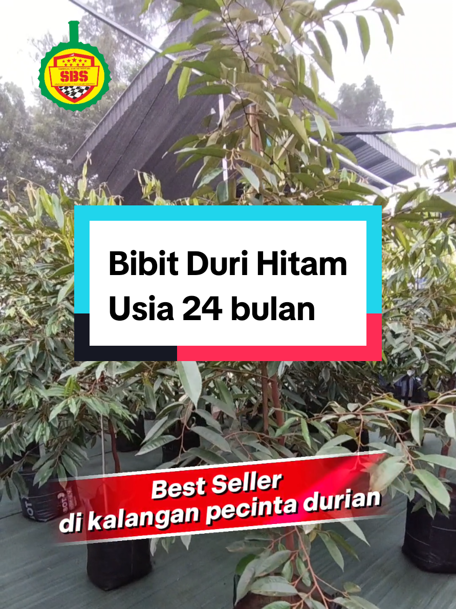 @Produksi Buah_SBS