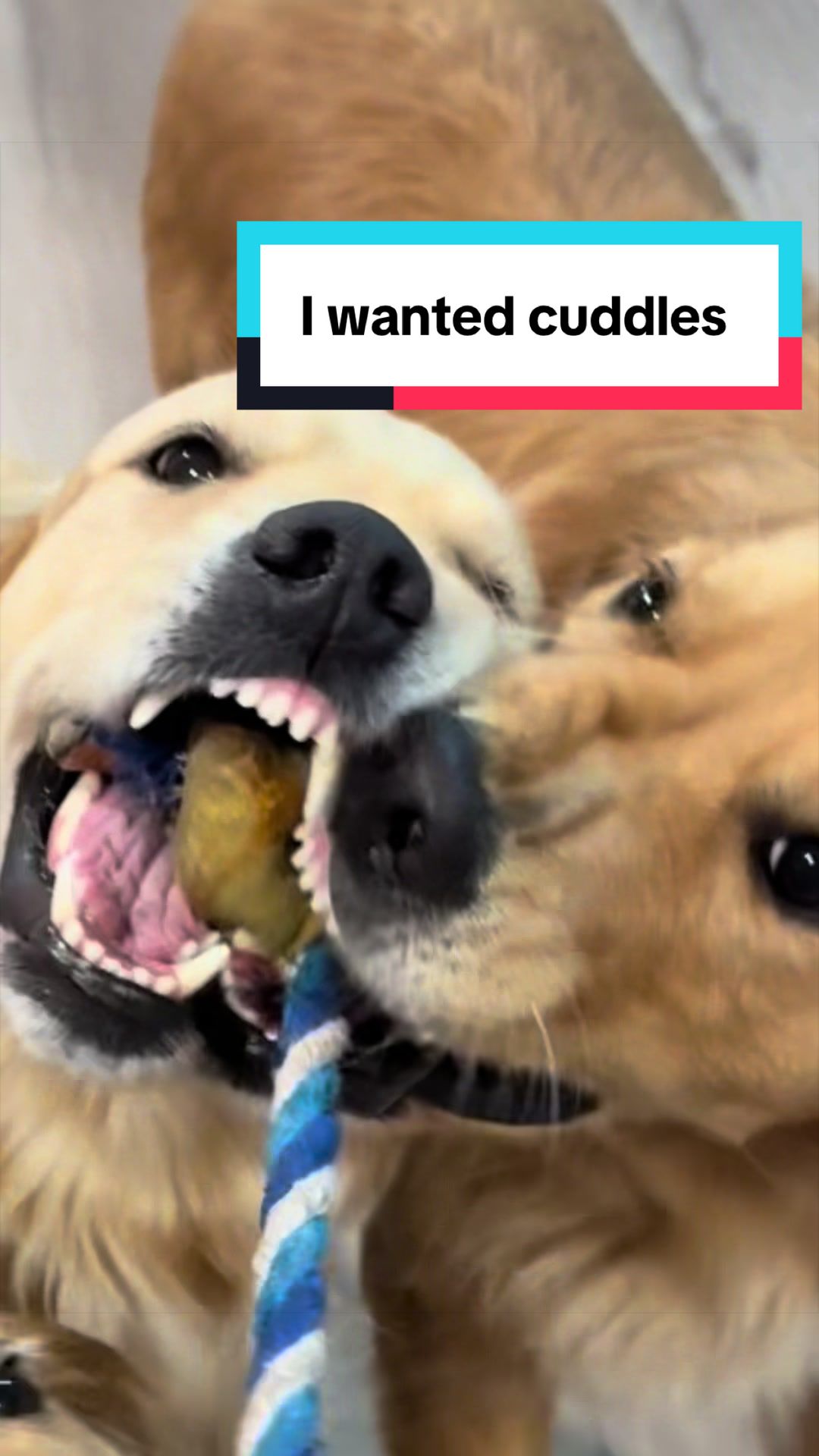 @3goldenretriever