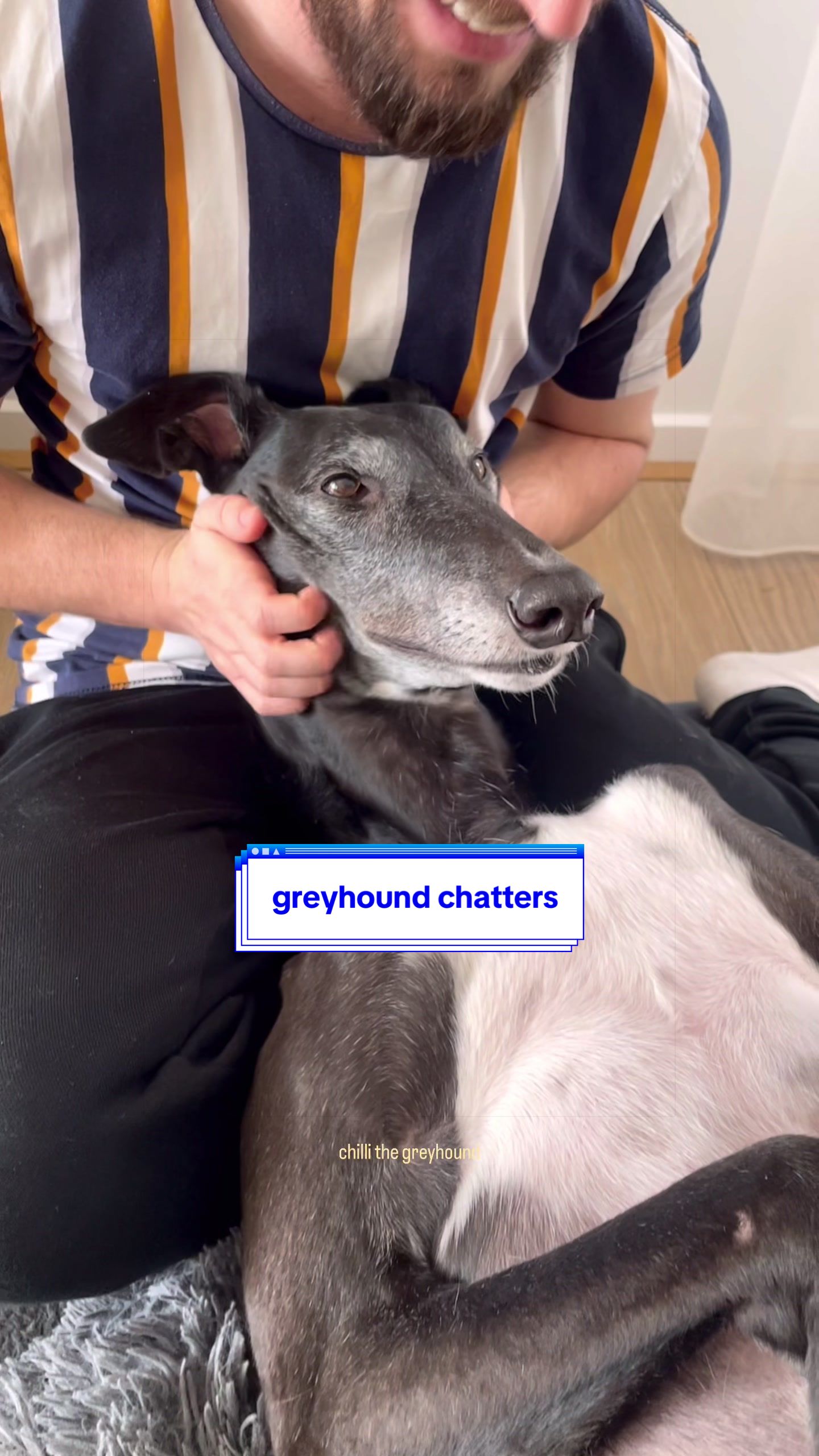 @chilli the greyhound 🌶️